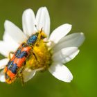 da muss er sich erst einmal putzen - der Zottige Bienenkäfer...