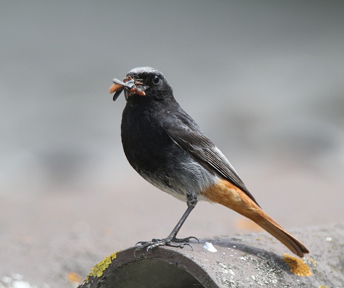 Da muss Futter her - beim Hausrotschwanz (Phoenicurus ochruros)....