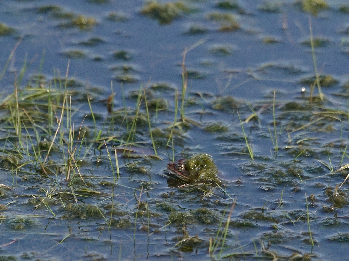 Da nützte auch keine Tarnung ...  - Frosch-Doku