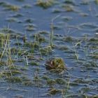 Da nützte auch keine Tarnung ...  - Frosch-Doku