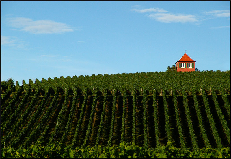 Da oben auf dem Weinberg ...