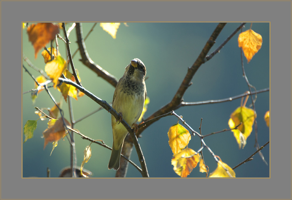 ..da oben ein greifvogel !