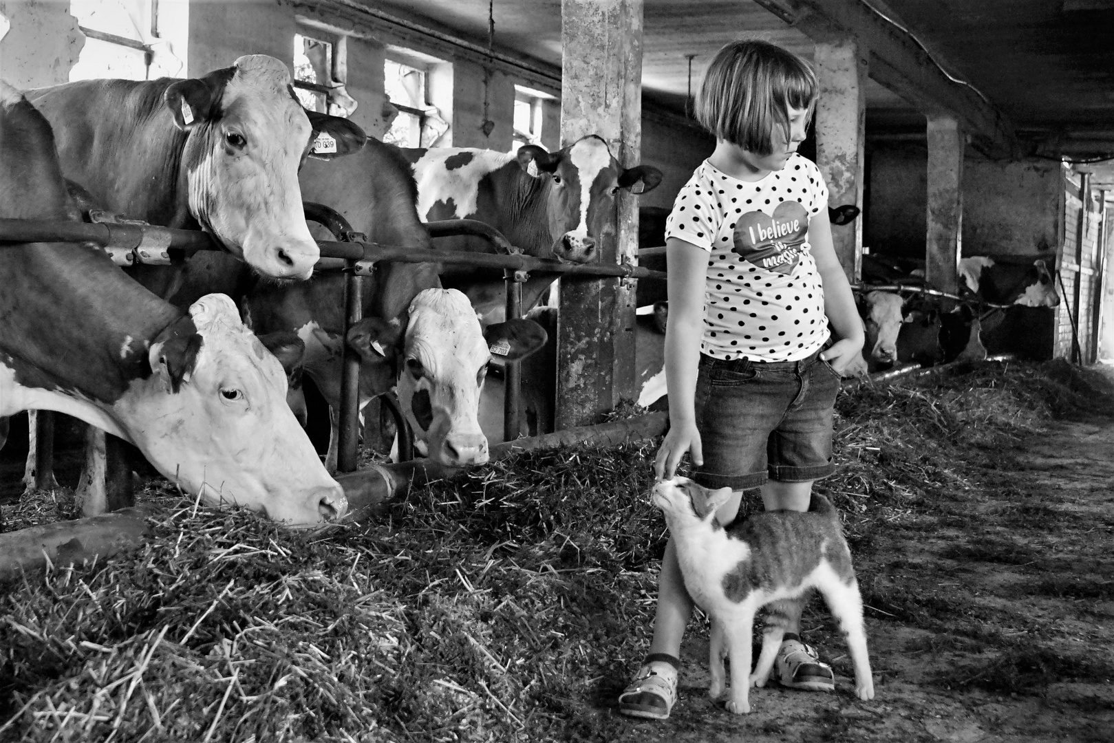 Da Peitscht Der Neid Foto Bild Tiere Haustiere Katzen Bilder Auf Fotocommunity