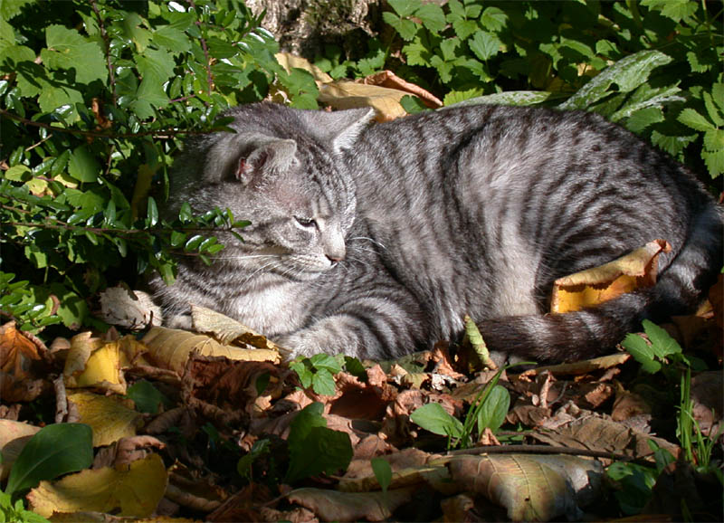 Da raschelt doch etwas im Herbstlaub....