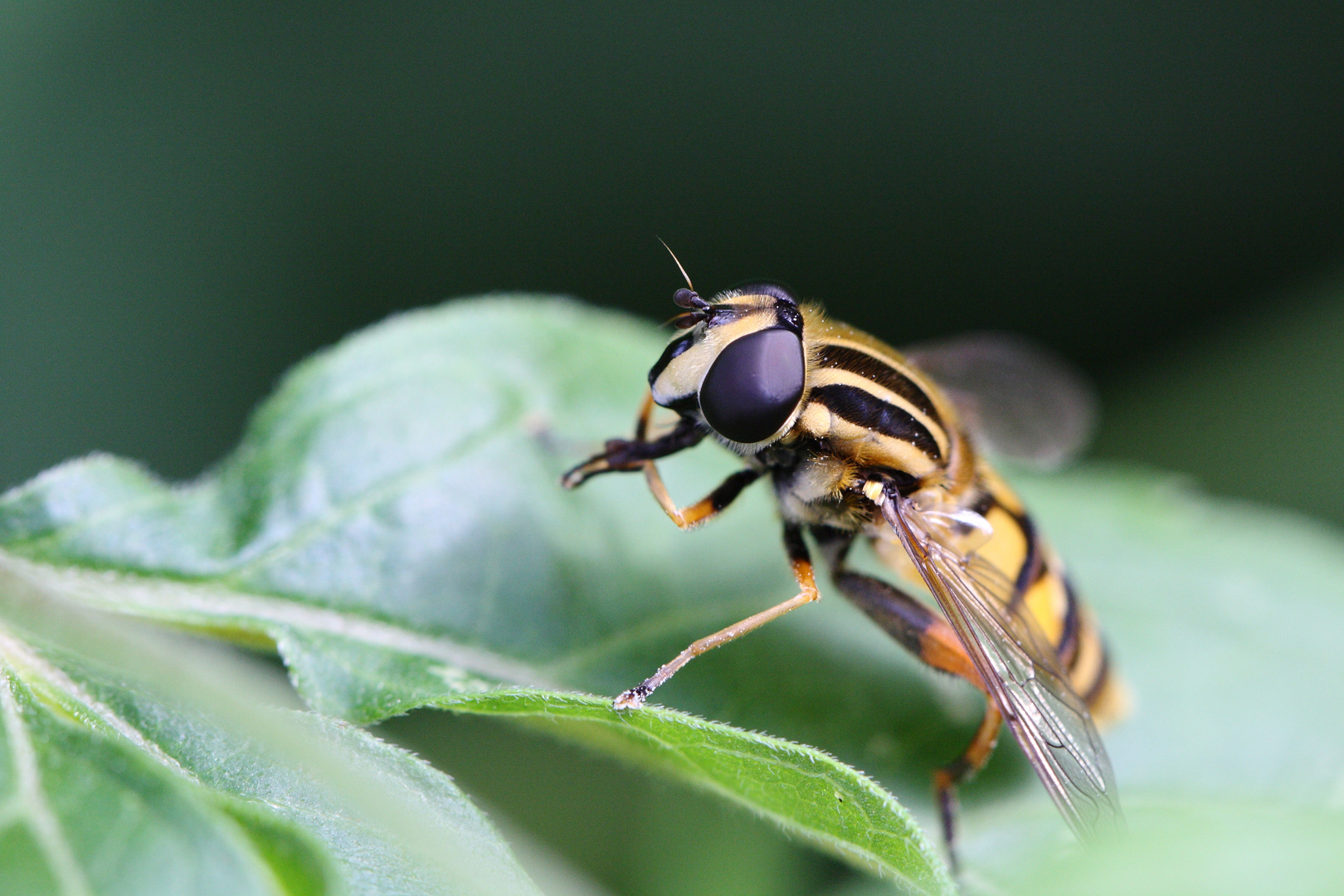 Da reib' ich mir die Finger...(Hornissenschwebfliege-Volucella zonaria)