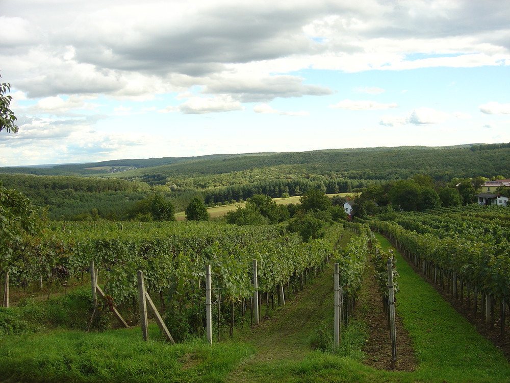 Da reift der Wein heran!