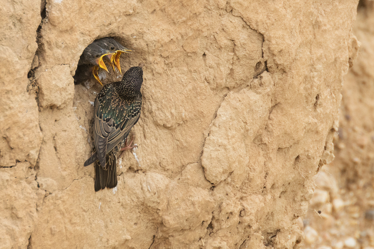 Da rein in die Futterluke!! Foto & Bild tiere, wildlife, wild lebende vögel Bilder auf