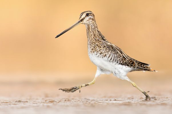 Da rennt die Bekassine 