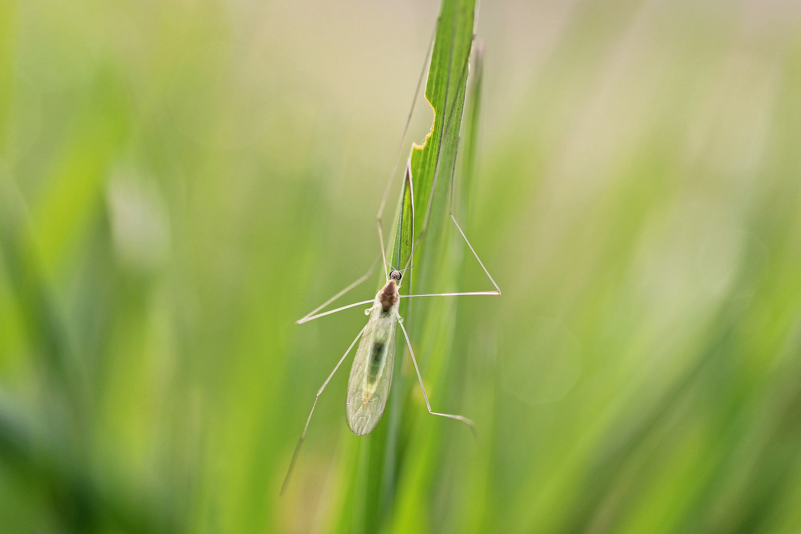 Da rührt sich was im grünen Gras