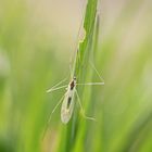 Da rührt sich was im grünen Gras