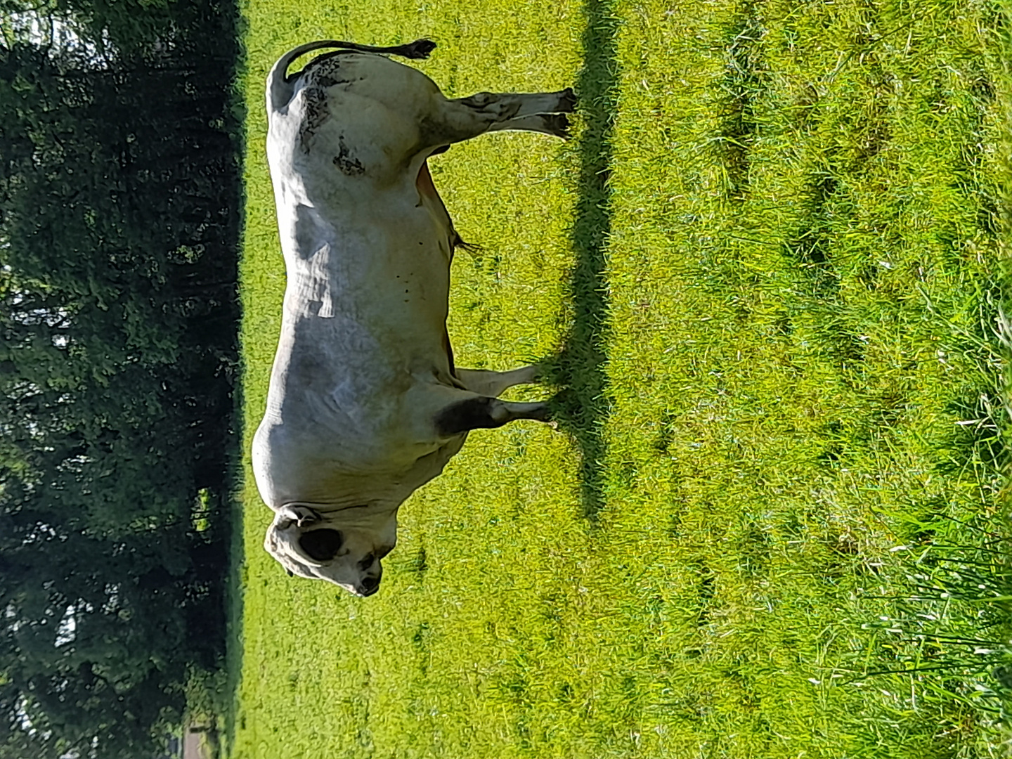 Da sage noch jemand,Vegetarier stehen nicht gut im Saft