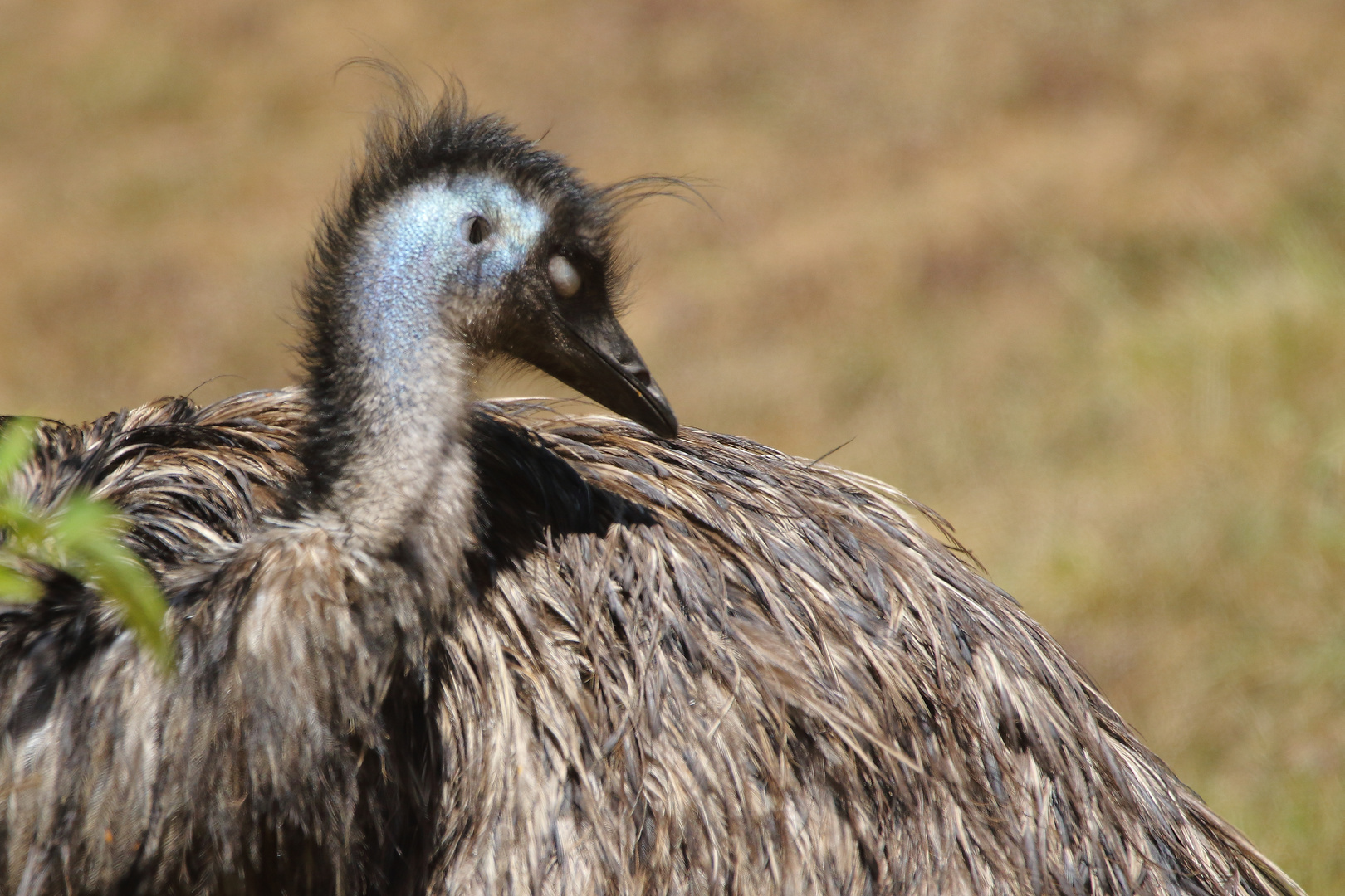 "Da sagte sich der EMU ......"