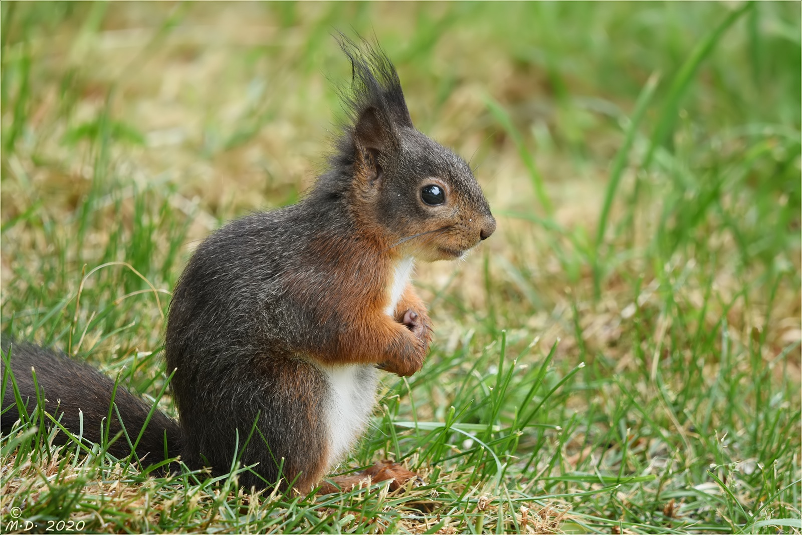 Da saß das Hörnchen Foto & Bild tiere, wildlife, säugetiere Bilder auf