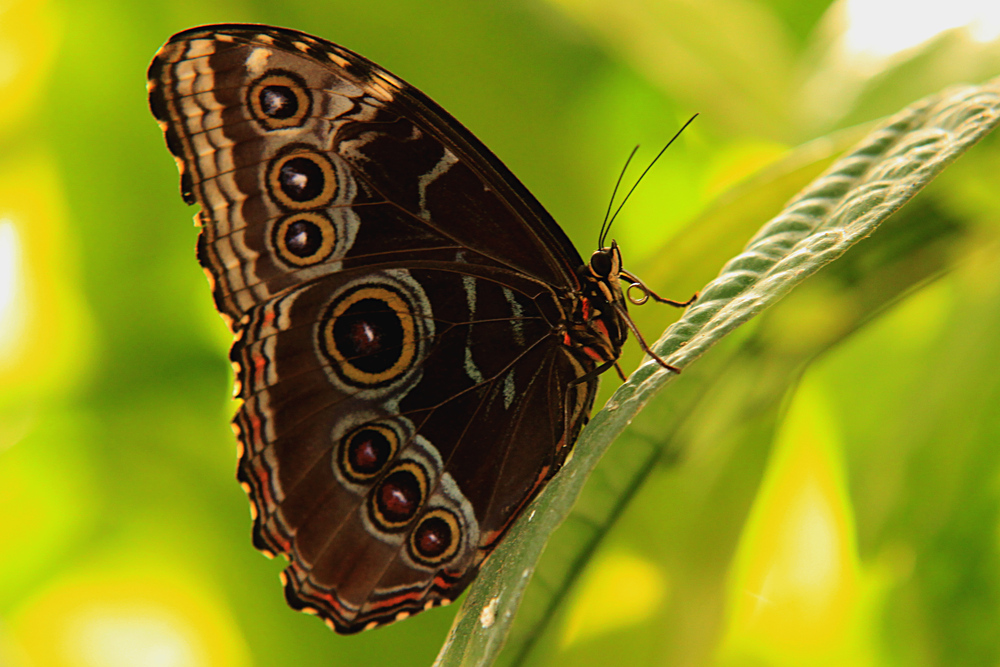 Da saß ein kleiner Schmetterling