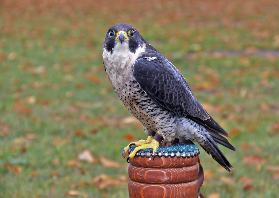 Da schau ...ein Falke!