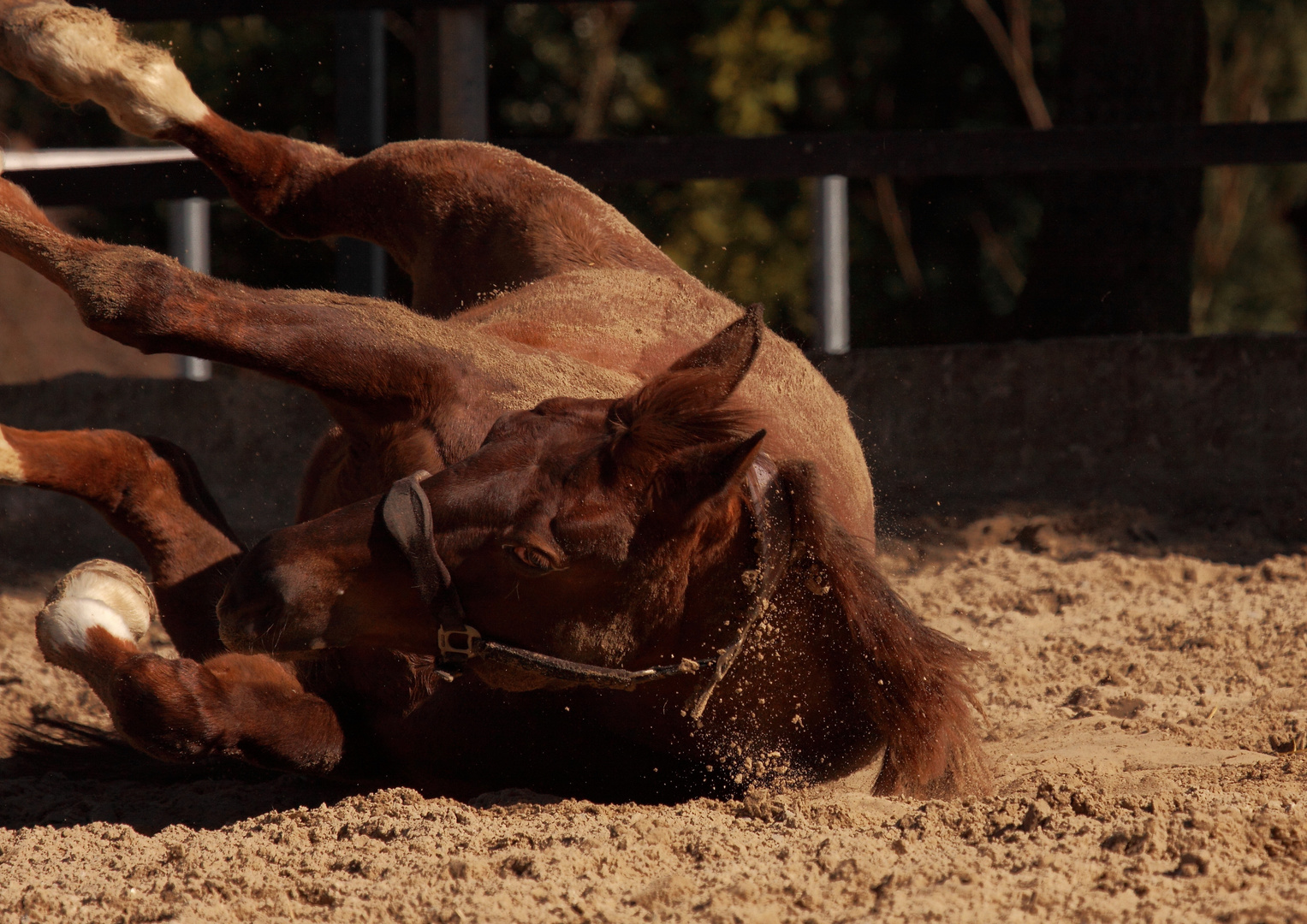 - da schauste, ein Sandbad -