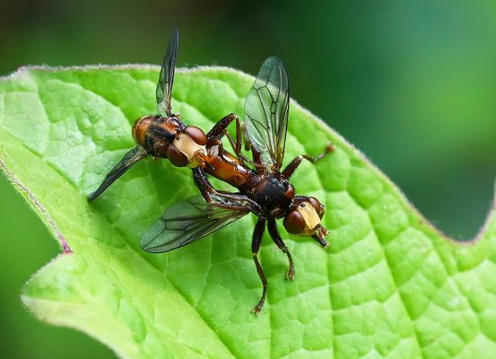 DA SCHAUSTE, FRÜHLINGSGEFÜHLE IN DER FLIEGENWELT
