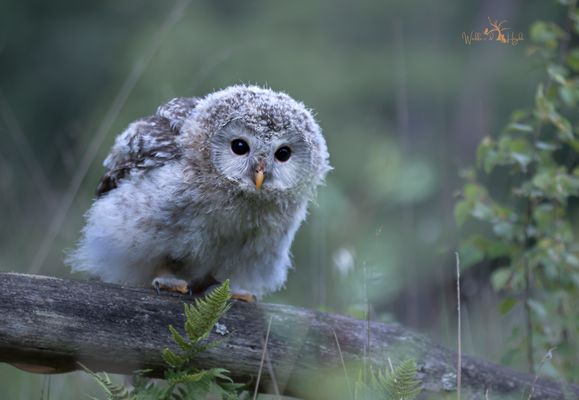 Da schaut er ganz Neugierig der kleine Rüdi.