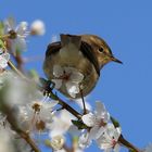 ...da scheint der Frühling aus dem A....????