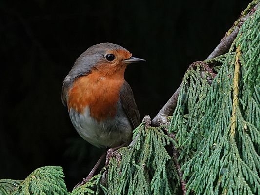 da scheint sie etwas gehört zu haben