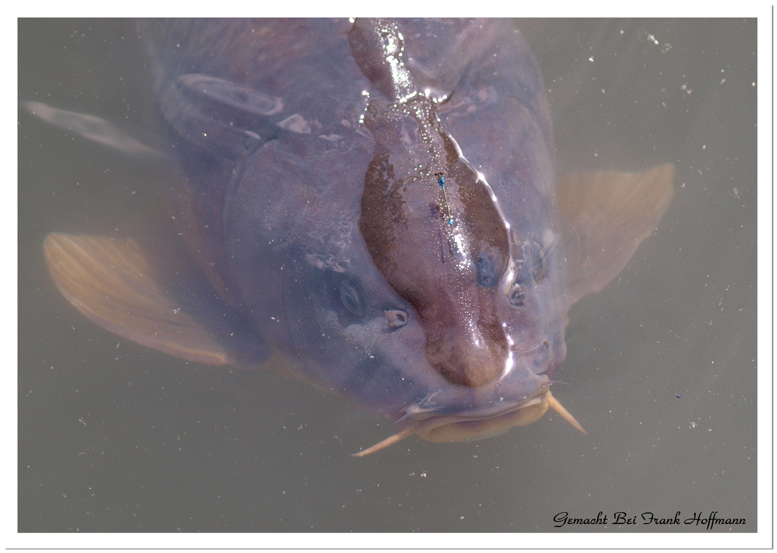 Da schlägt das Herz des Fischers höher