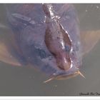 Da schlägt das Herz des Fischers höher