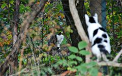 Da schleicht  ´ne fremde Katze durchs Revier ...