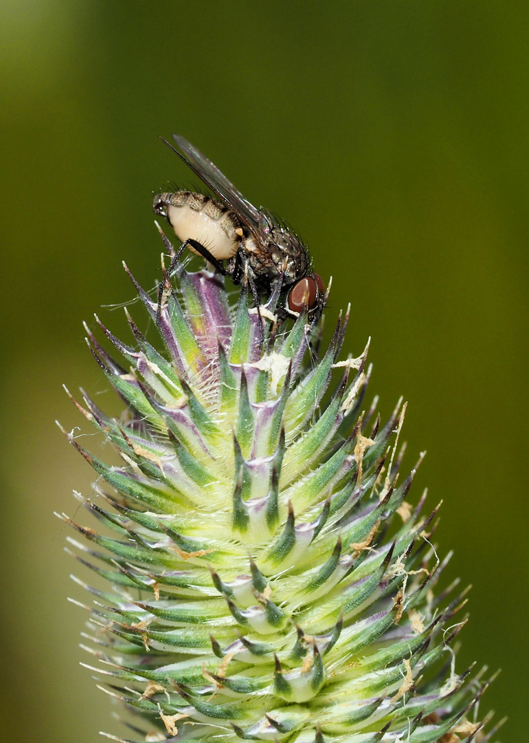 Da schlug der Fliegentöter zu ...