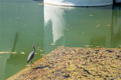 Da schreitet der Reiher im Weiher