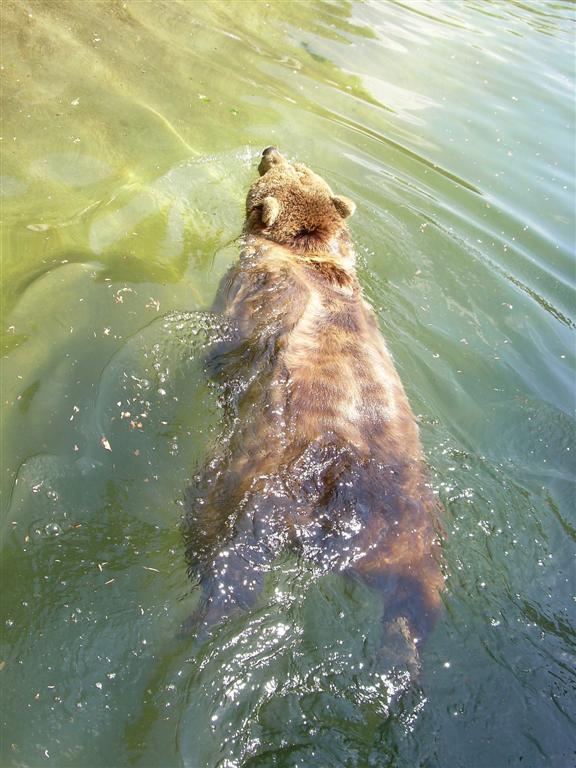 Da schwimmt er dahin, der Dicke ;-)