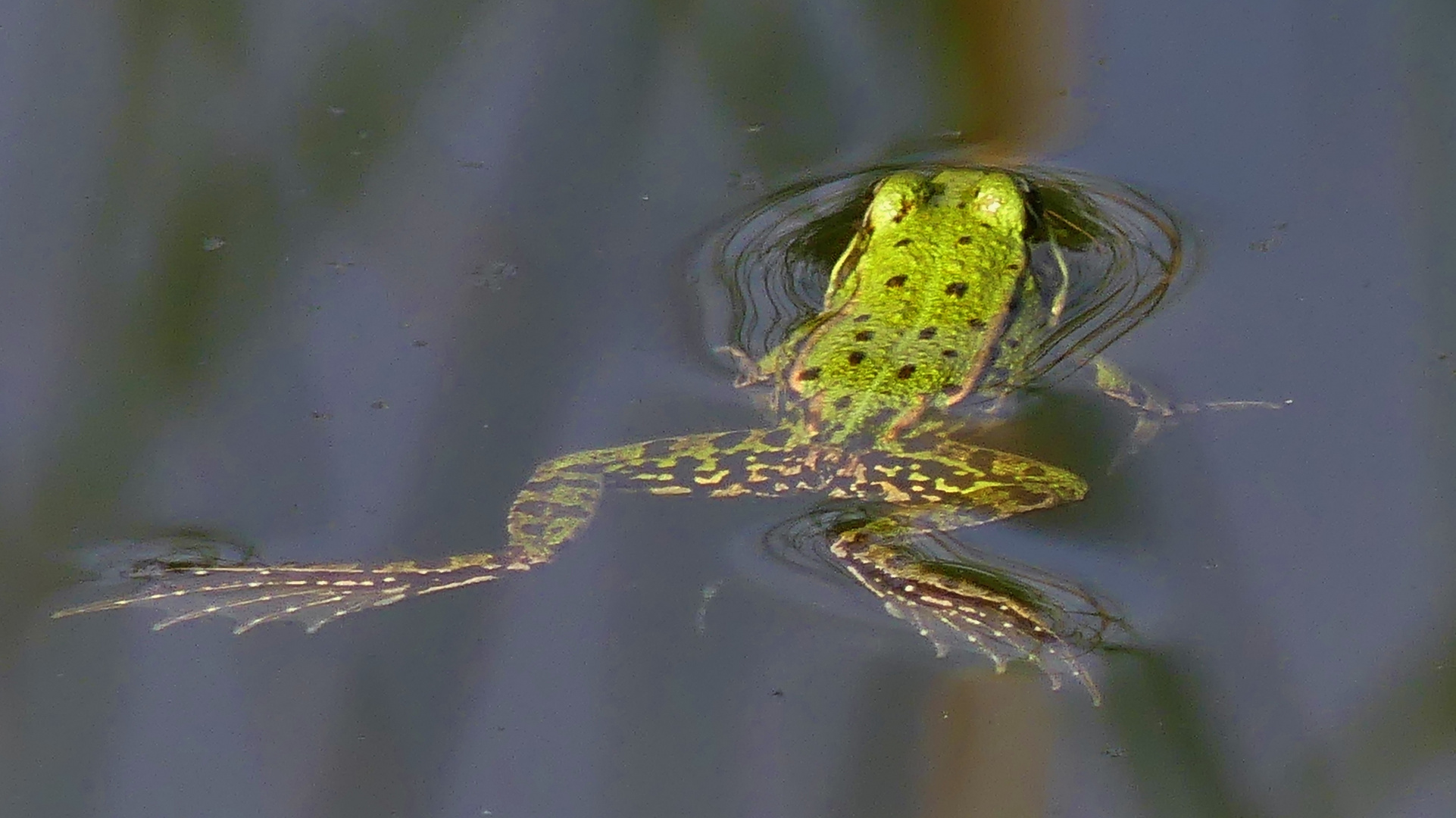 Da schwimmt er hin...