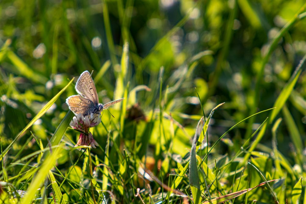  Da sehe ich endlich einmal einen Schmetterling