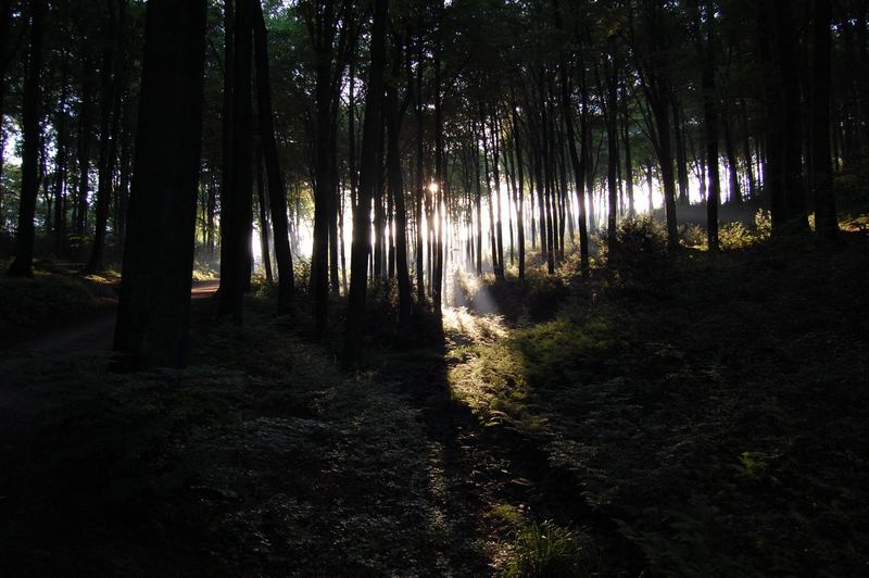 Da sieht man den Wald vor lauter Bäumen nicht