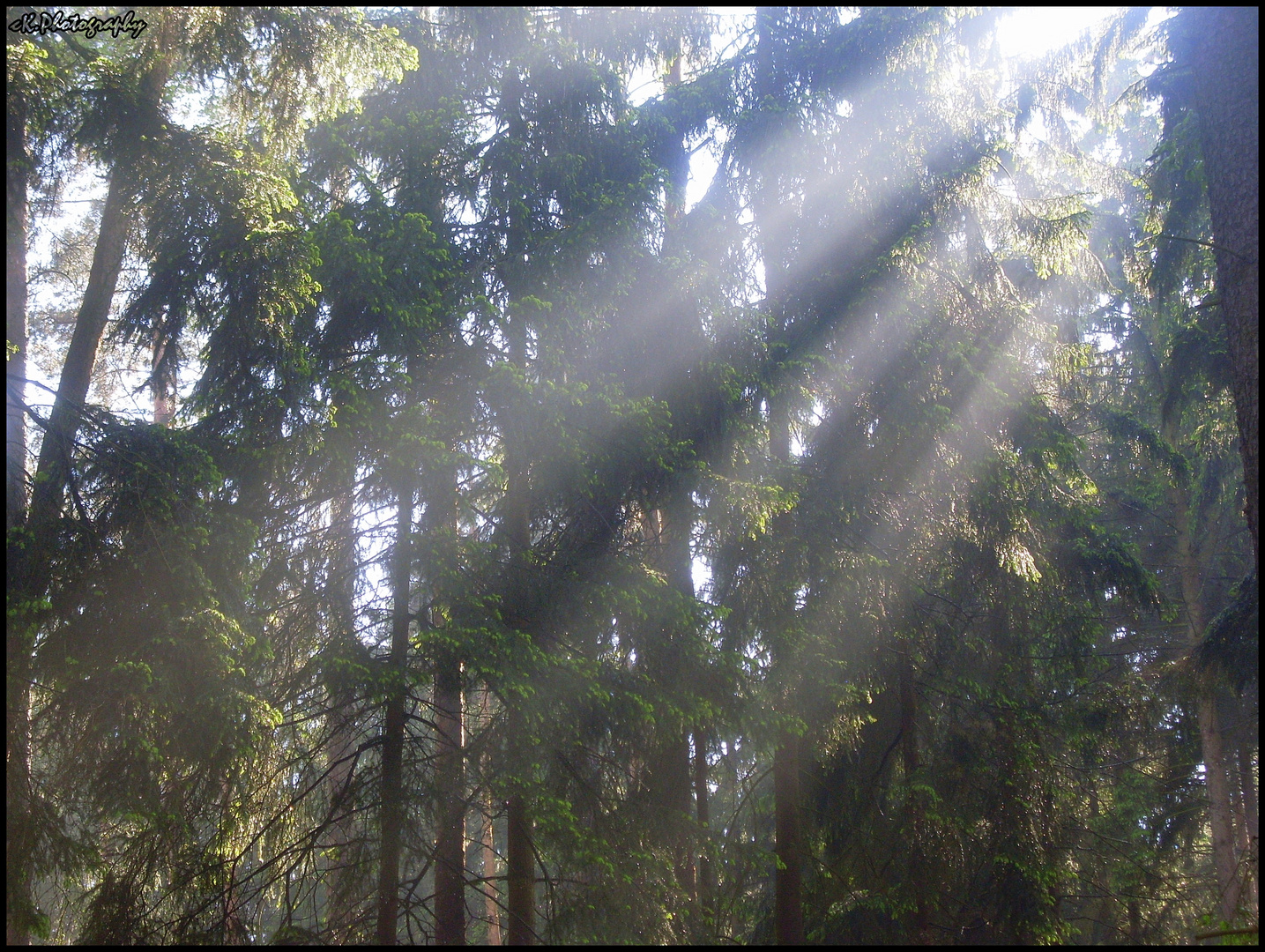 Da sieht man fast den Wald vor lauter Bäumen nicht.