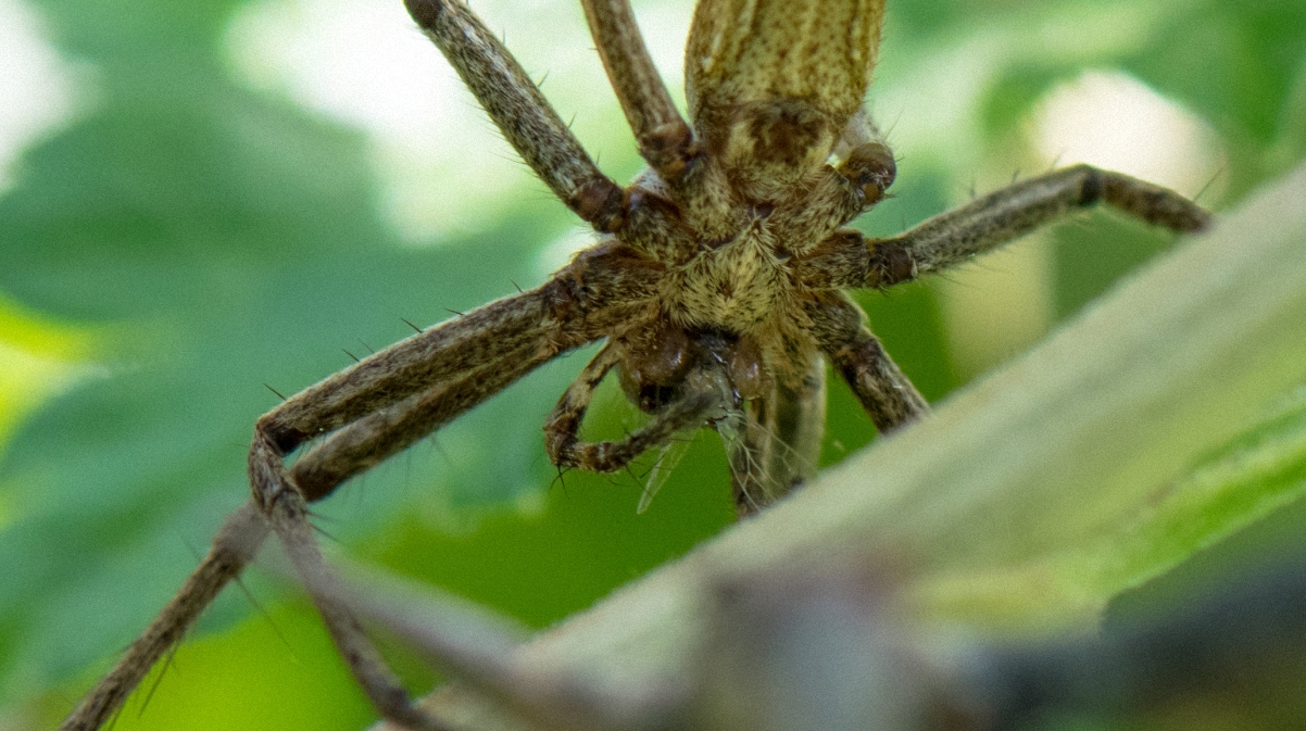 Da sieht man warum die Spinne so gegeifert hat.