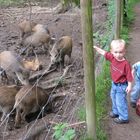 Da sind die Wildschweine, Papa!