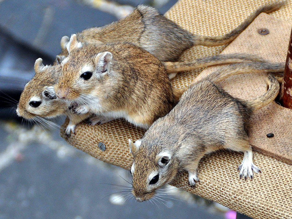 da sind Körner