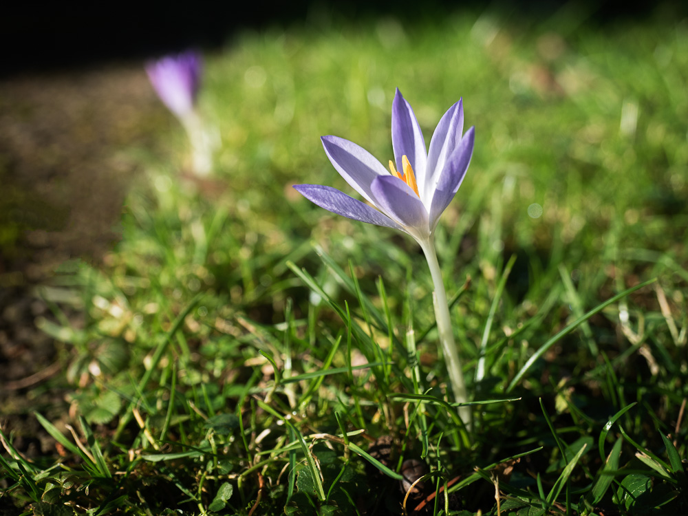 Da sind sie - die ersten Frühlingsboten