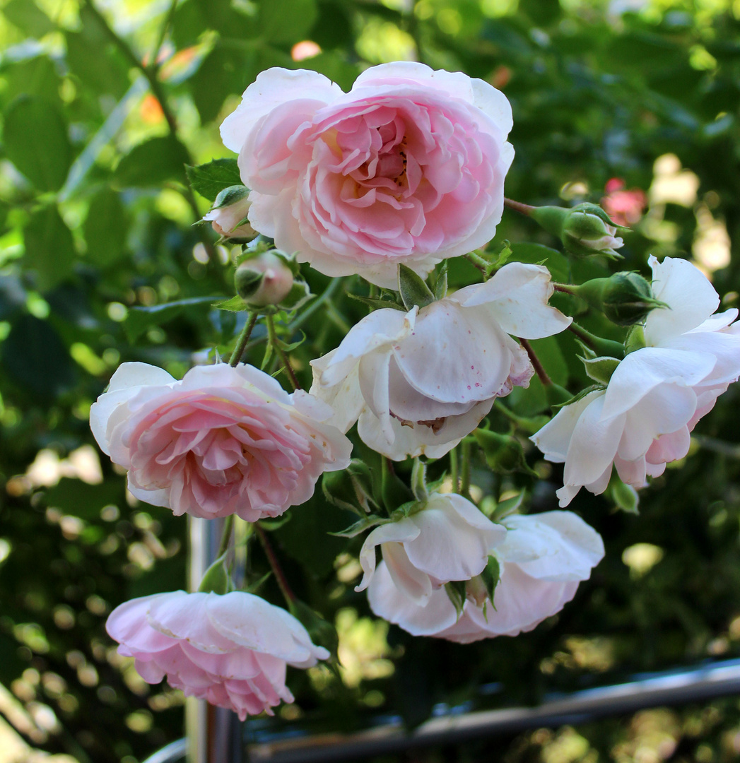 da sind sie wieder- die Freitagsrosen