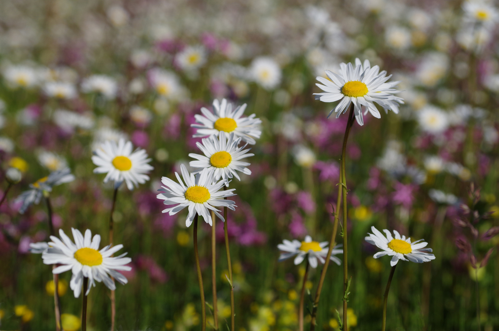 Da sind wir ... die freundlichen Blumen_6