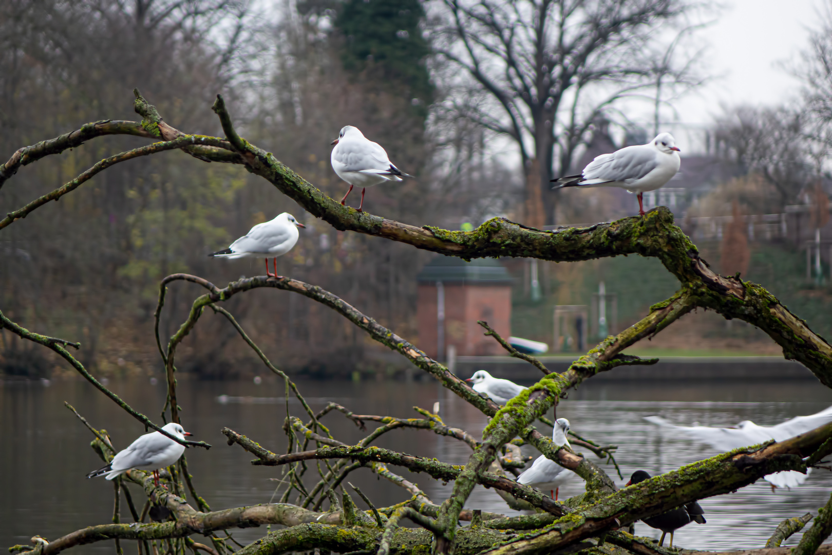 da sitzen Möwen auf dem Baum