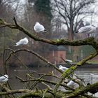 da sitzen Möwen auf dem Baum