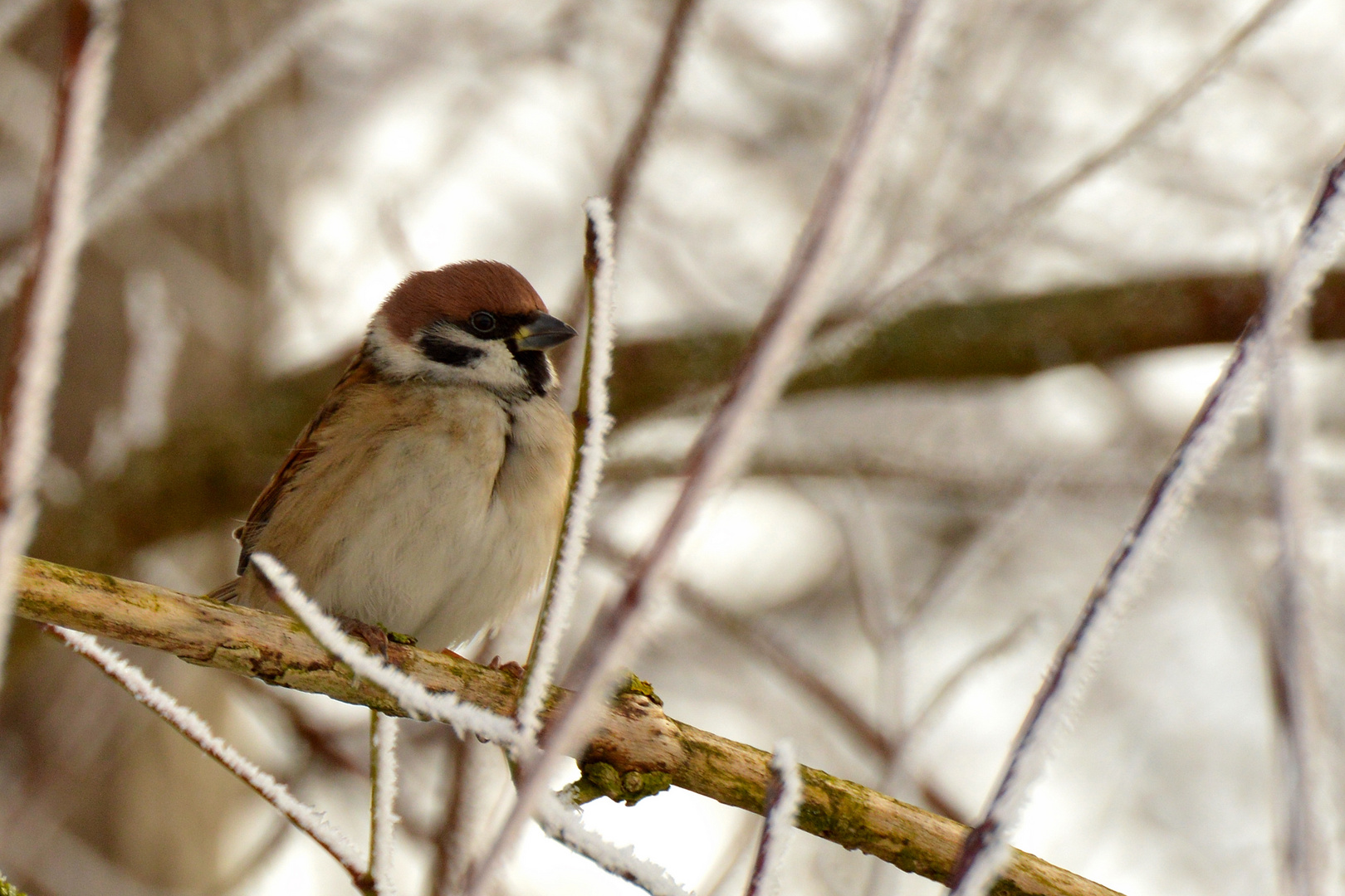 Da sitzt der Spatz...