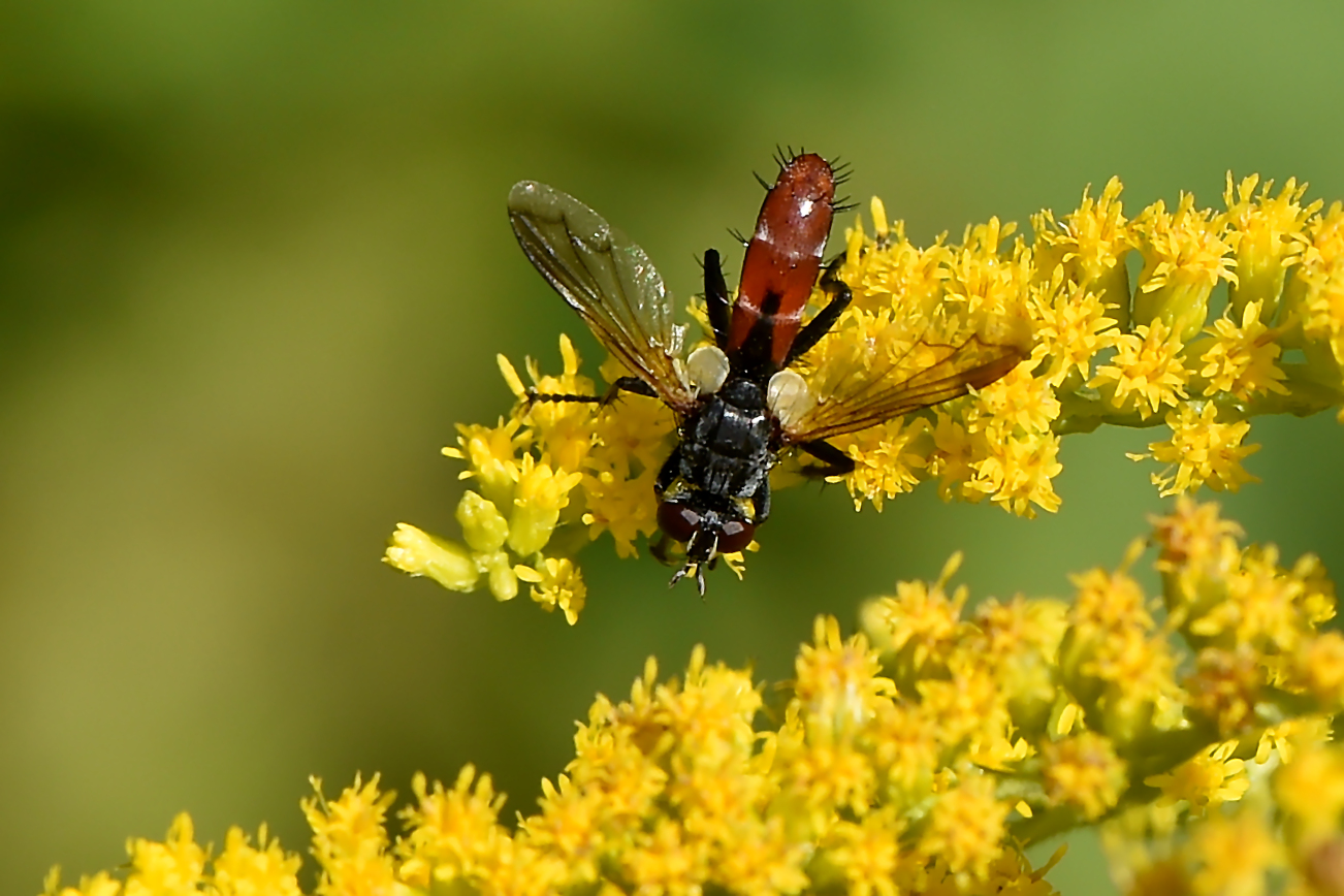 Da sitzt die fliegende Raupe