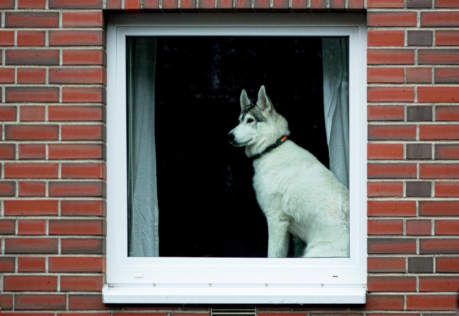 Da sitzt ein Hujnd am Fenster