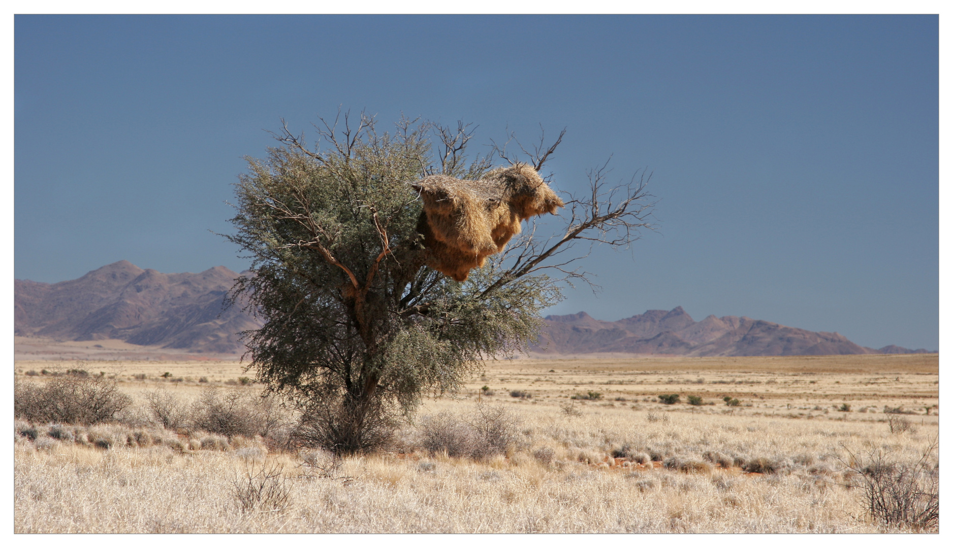 Da sitzt ein Schwein auf dem Baum