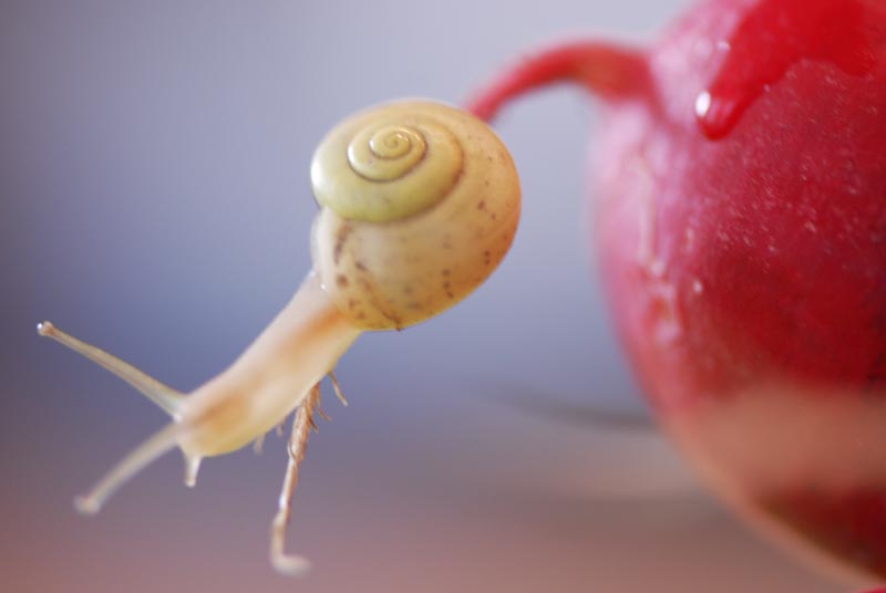 da sitzt eine schnecke auf meinem radieschen ;)