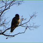 Da sitzt er in der Sonne