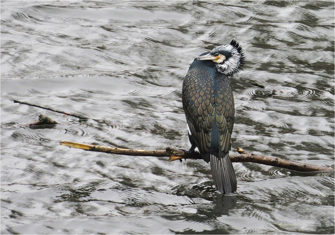  Da sitzt Herr Kormoran...