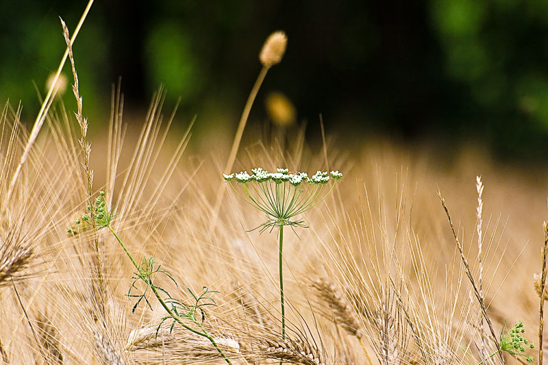 da solo . . . in campagna